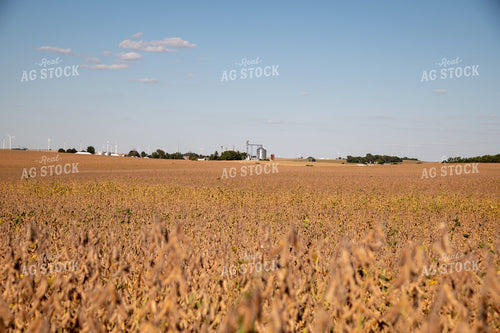 Dried Soybeans on a Sunny Day 25934