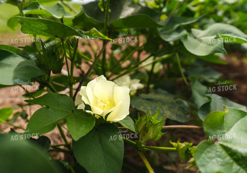 Cotton Blossum 128032