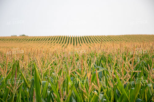 Rows of Corn Tassels 50123