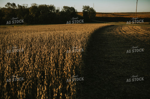 Dried Soybean Field at Sunrise 5194