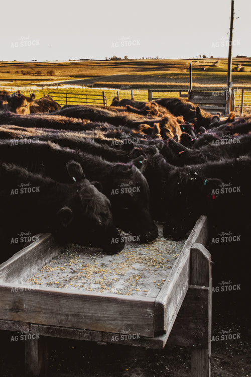 Angus Cattle Eating in Pen 67022