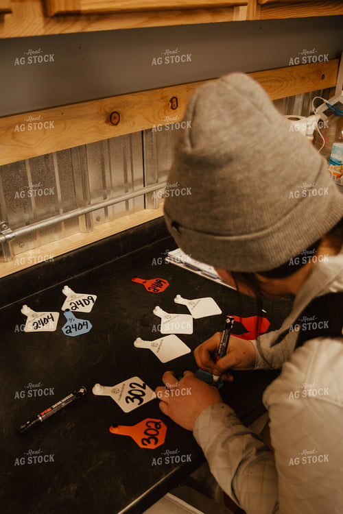 Preparing Ear Tags 67634