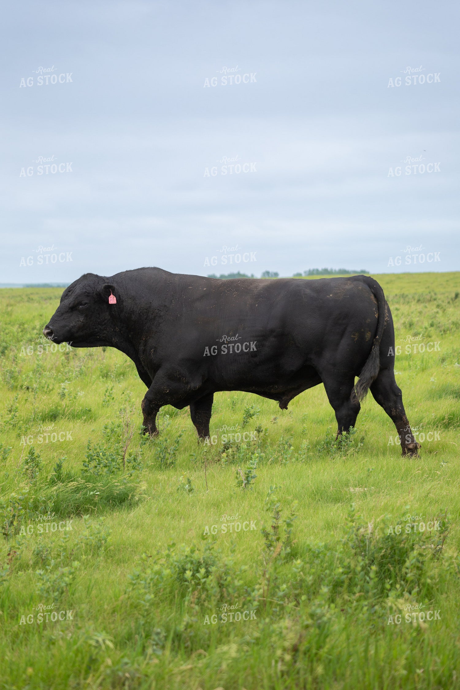 Black Angus Bull 155603