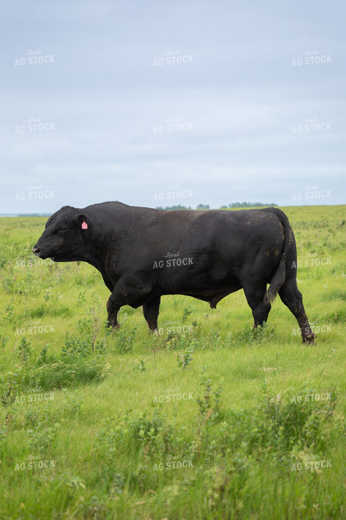 Black Angus Bull 155603