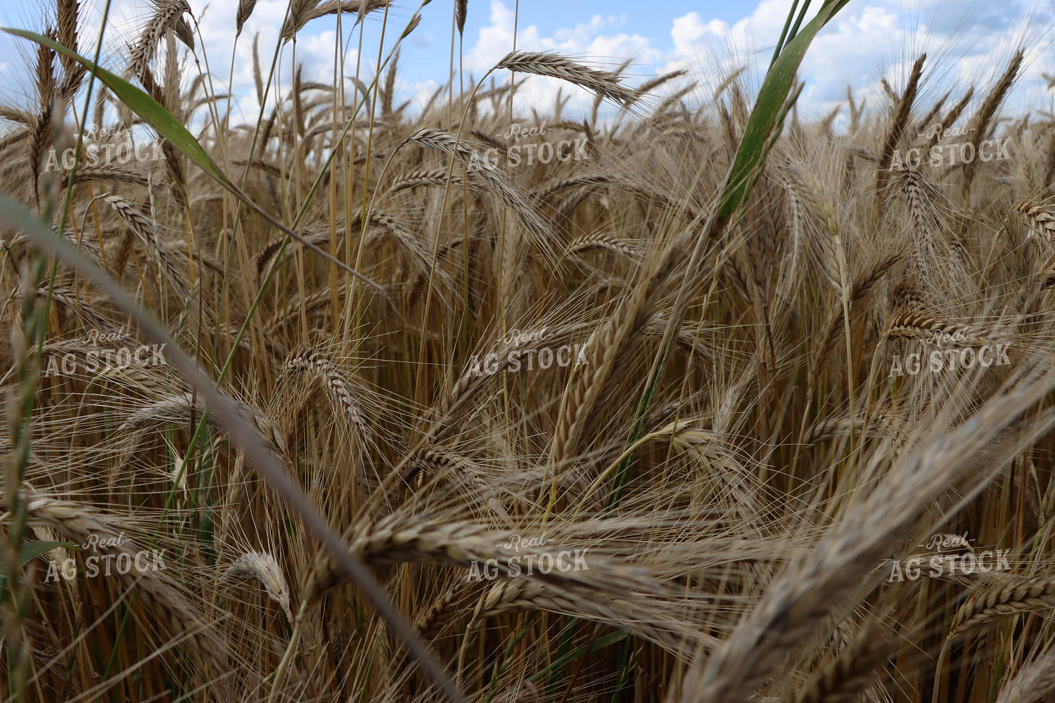 Dried Wheat Field 257012