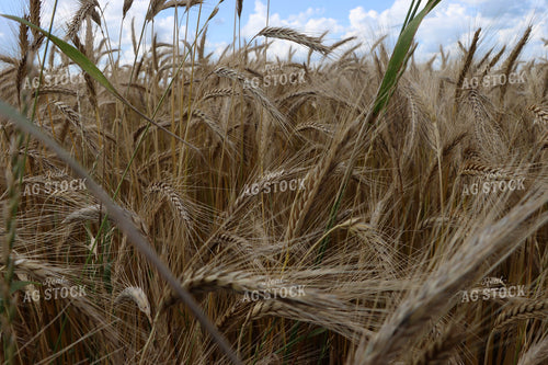 Dried Wheat Field 257012