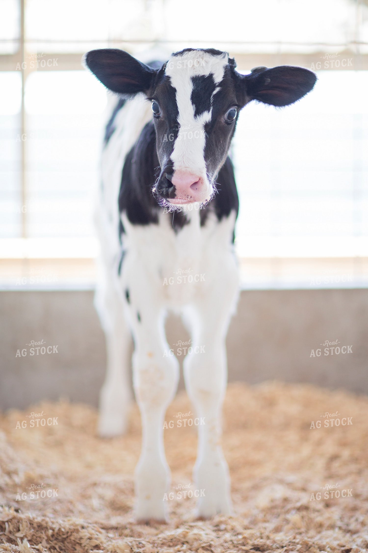 Holstein Calf 55325
