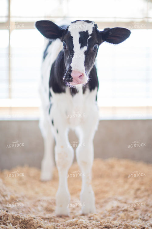 Holstein Calf 55325