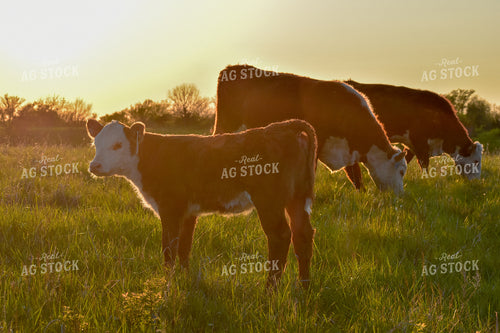 Hereford Cow Calf Pairs 176012