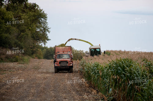 Silage Harvest 50260