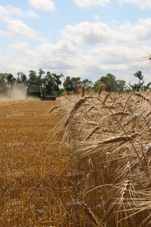 Wheat Harvest Under Blue Sky 227009