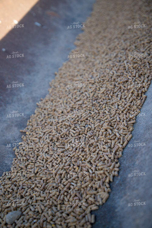 Feed Pellets in Feed Trough 208047