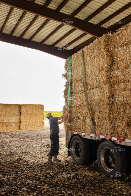 Farmer Securing Wheat Straw Bales 152673
