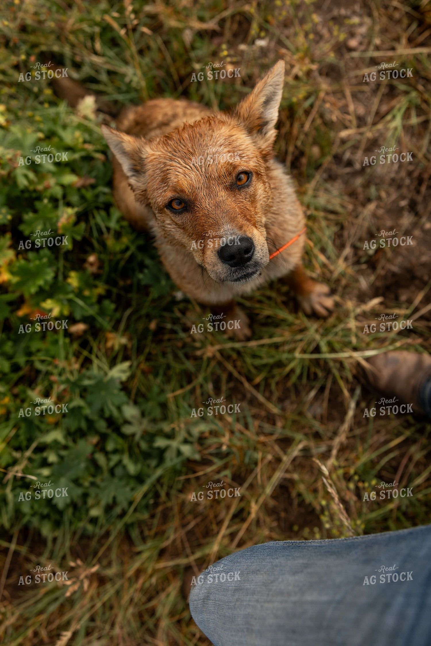 Working Dog 304105