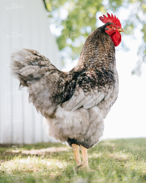 Backyard Chickens 178066