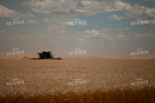 Wheat 2142