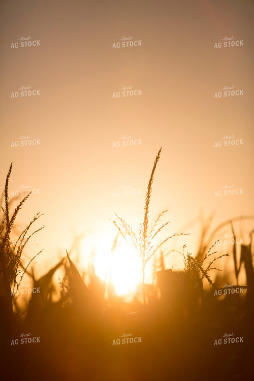 Corn - Mid-Season 1259