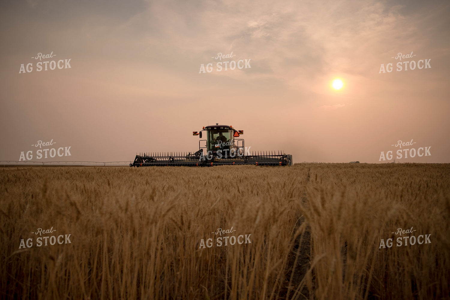 Wheat Harvest 135031