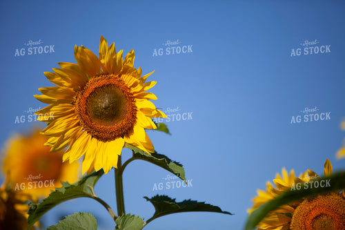 Sunflowers 2076