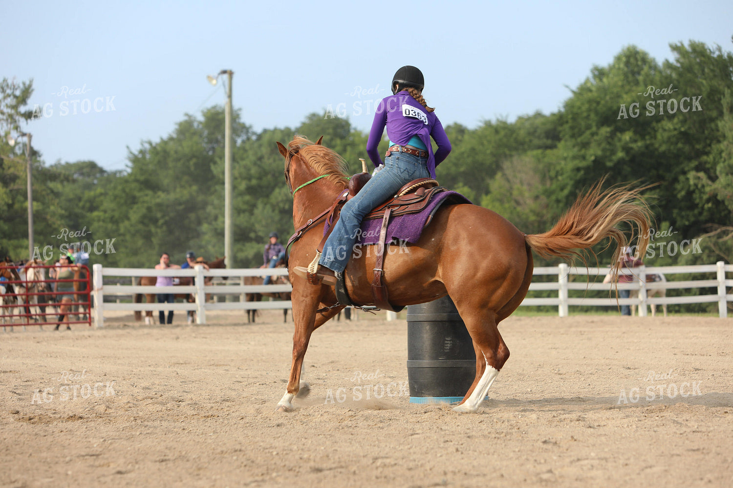 Equestrian Riding Horse 160050