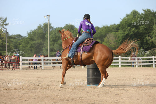 Equestrian Riding Horse 160050