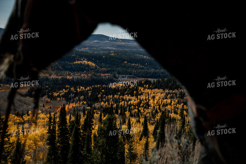 Horse Overlooking Forest Land 304075