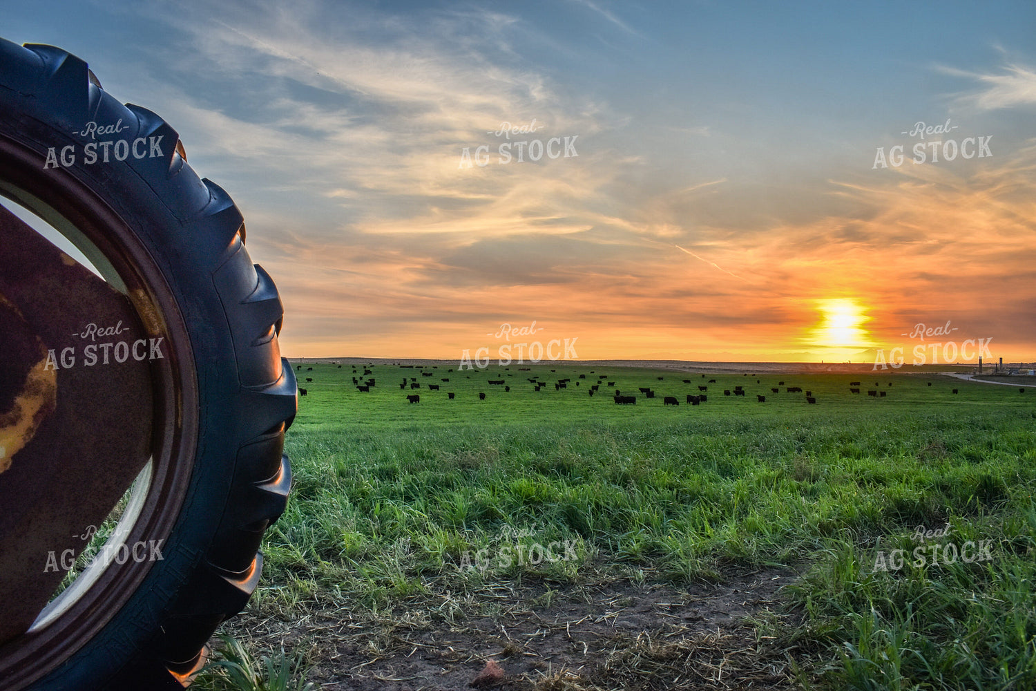 Cattle on Irrigated Pasture 56057