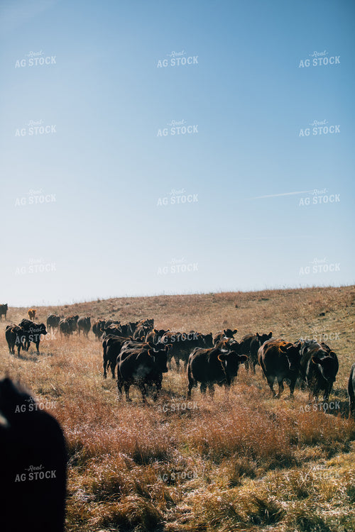 Cattle Trail in Pasture 53076