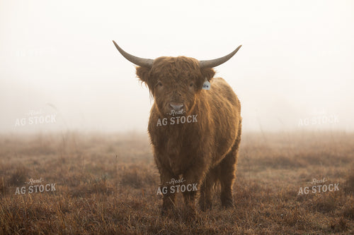 Highland Cattle 219147