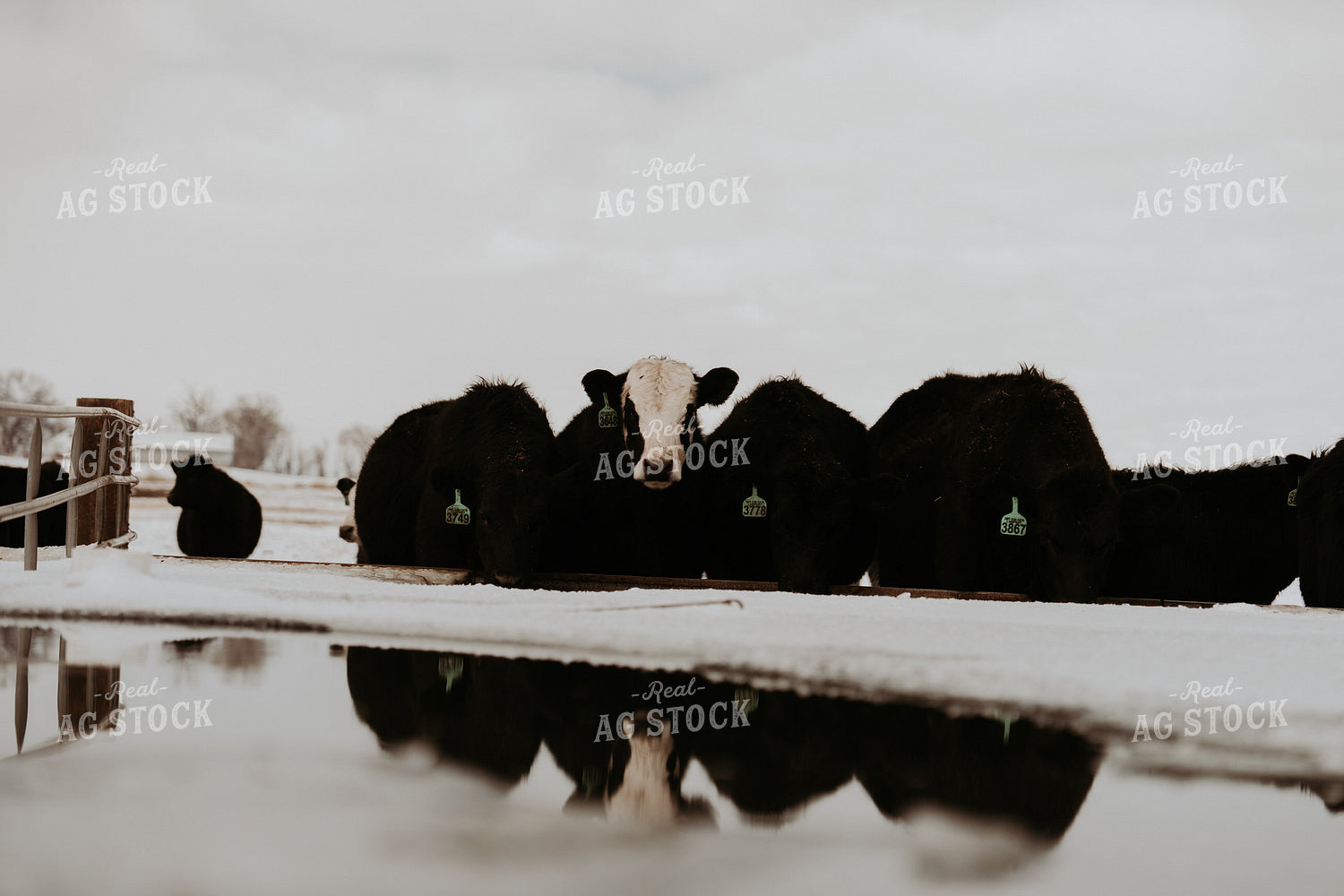 Cattle in Snowy Pasture 61212