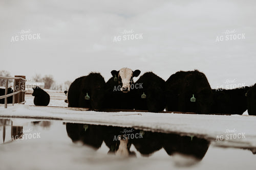 Cattle in Snowy Pasture 61212