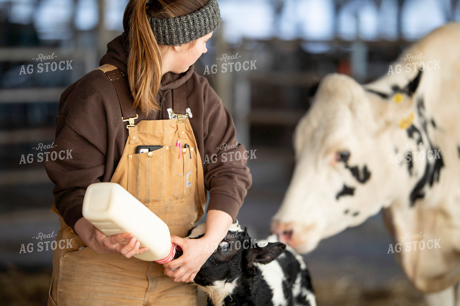 Bottle Feeding Holstein Calf 55389