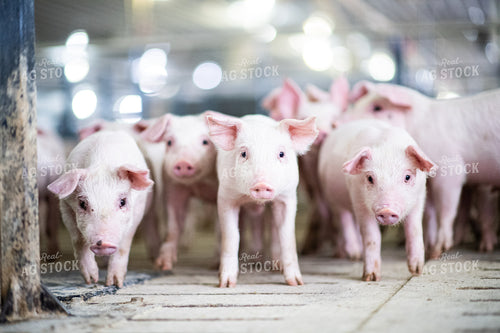 Piglets 168014