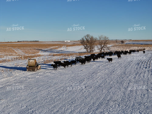 Feeding Cattle with Bale Bed Truck 239458