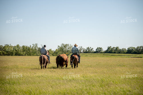 Rancher Herding Cattle on Horseback 212040