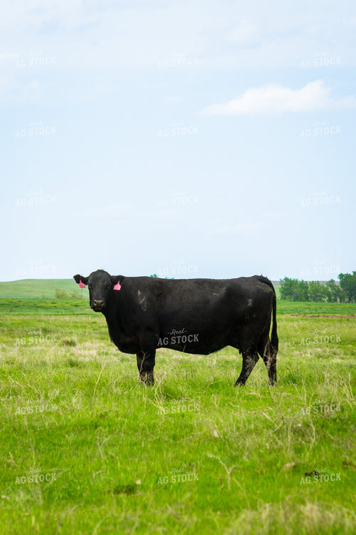 Angus Bull 155195