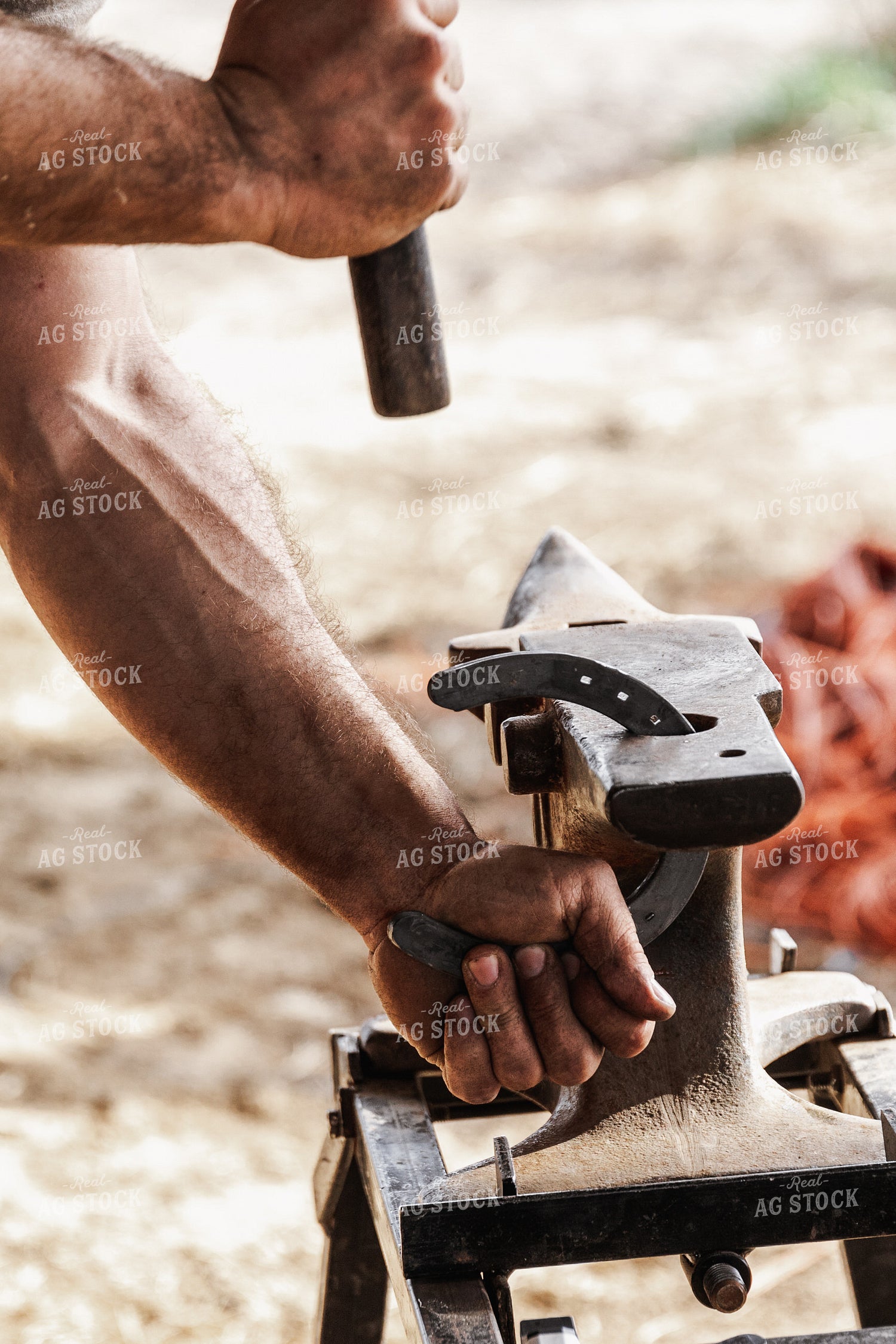 Farrier Shoeing Horses 52420
