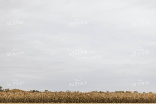 Dried Cornfield 8574