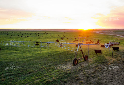Cattle on Irrigated Pasture 56037