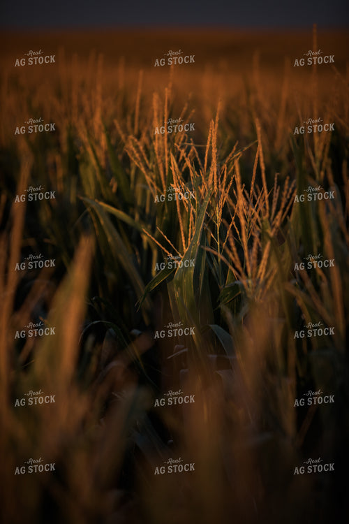 Corn Tassels at Sunset Dark Sky 3204