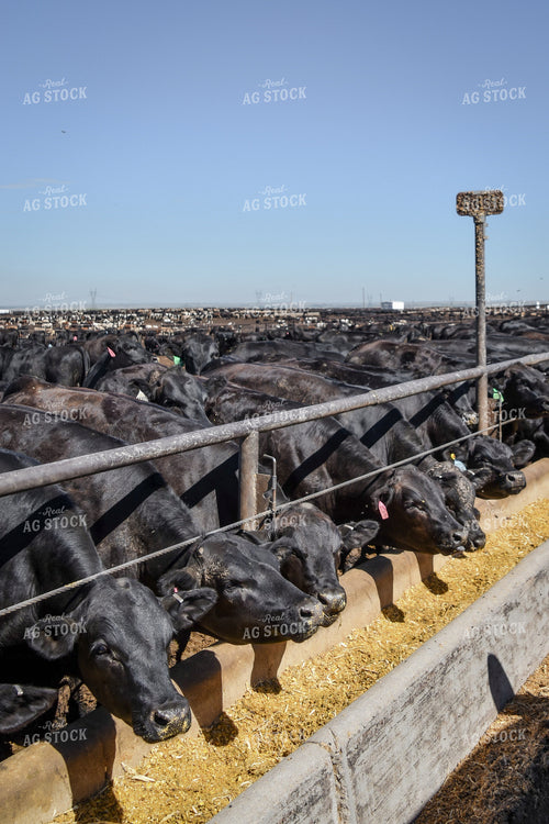 Black Angus Cattle Eating From Feed Bunk in Feedlot Pen 56476