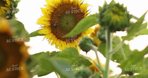 Bee Pollinating Sunflower 3304