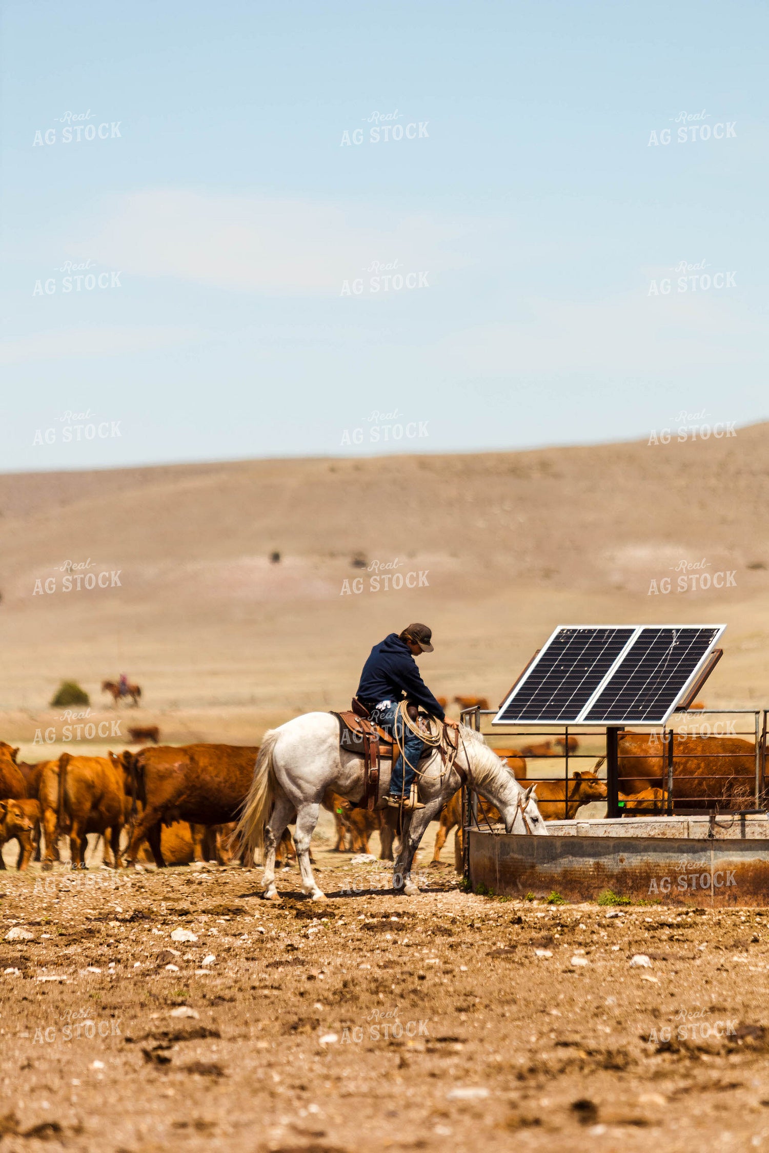 Horse Drinking Water 97197