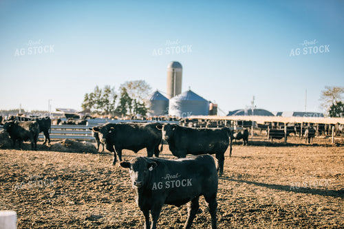 Steers in Feed Lot 53061