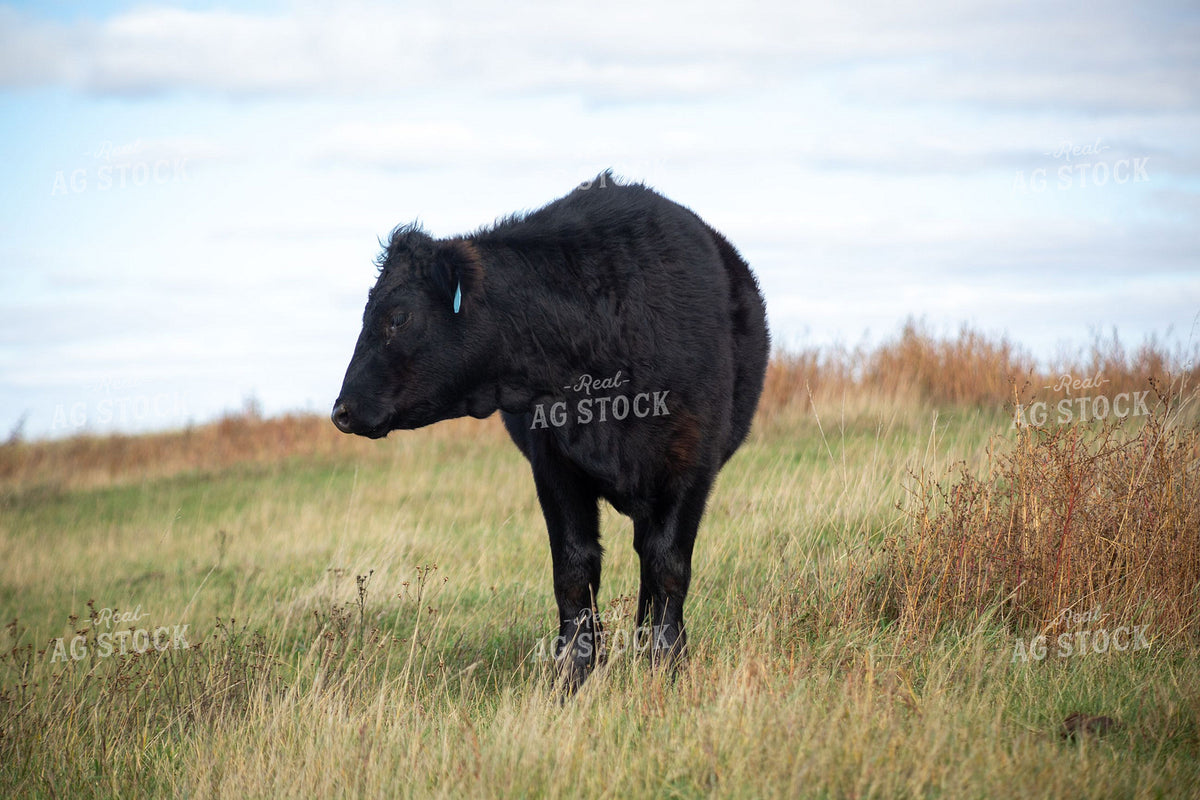 Black Angus Calf with Ear Tag Standing in Fall Pasture 406078