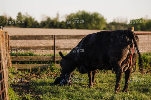 Cow with Newborn Calf 115520