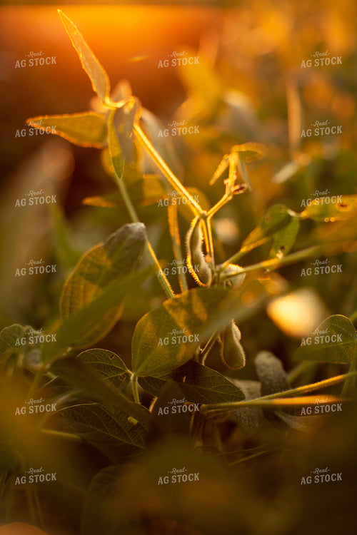 Soybeans - Mid-Season 4896