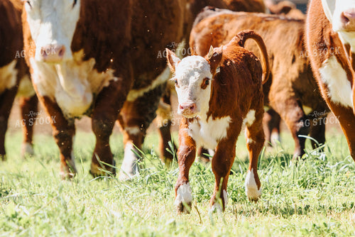 Hereford Cow and Calf in Pasture 68042