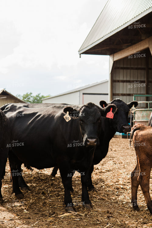 Cattle 67440