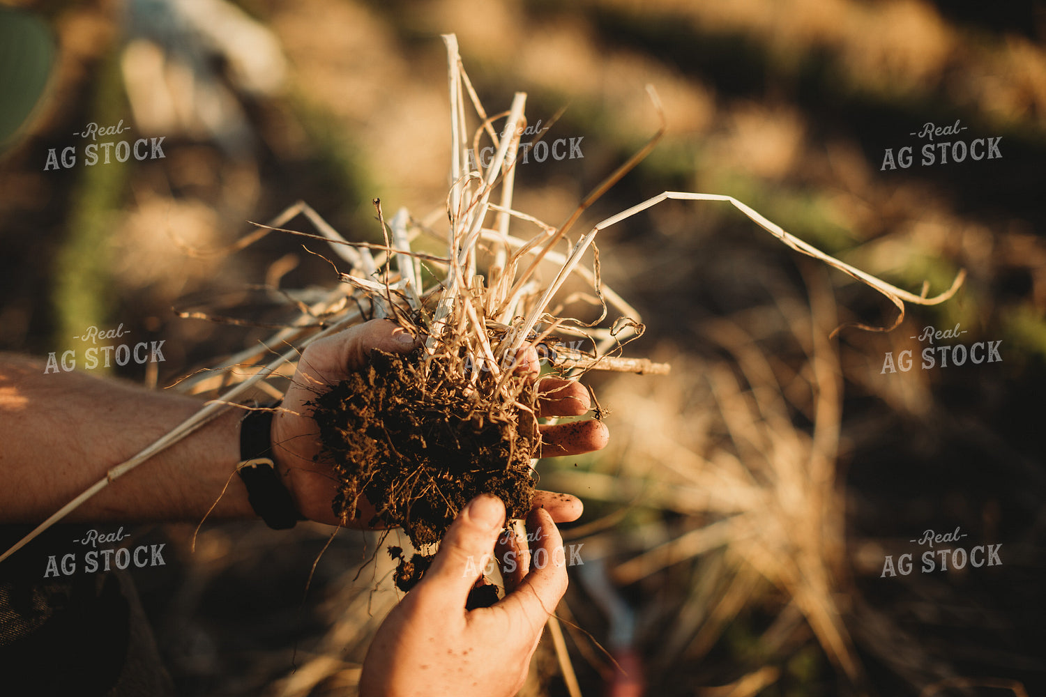 Farmer Agronomist with Soil in Soybean and Rye Cover Crop Field 5891